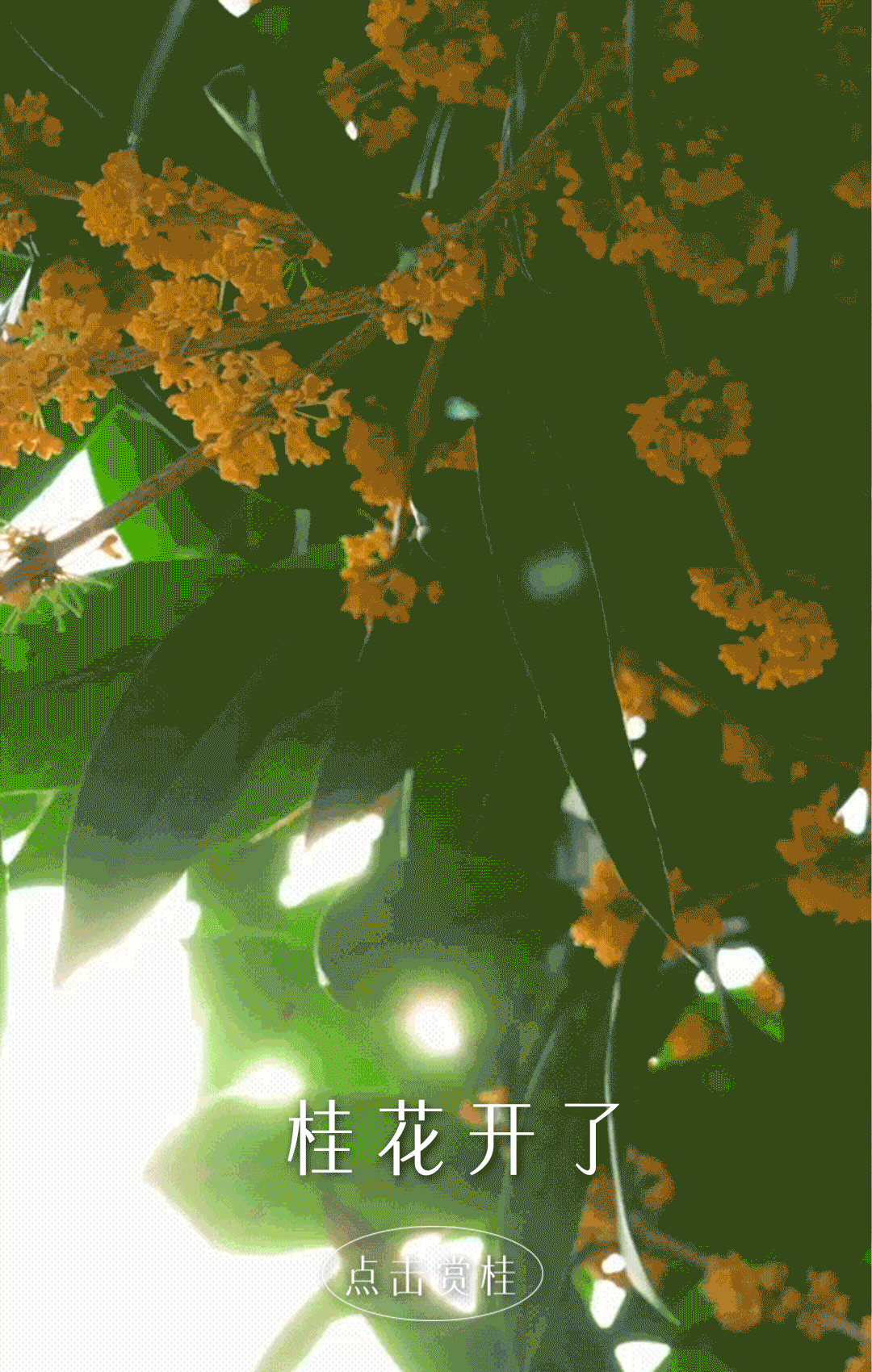 桂花系列吐司互動封面-1.gif